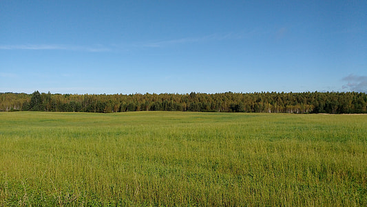 green grass field thumbnail