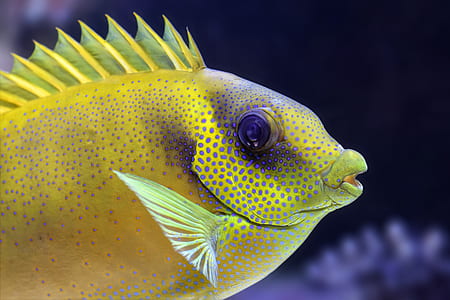 green fish close-up photo thumbnail