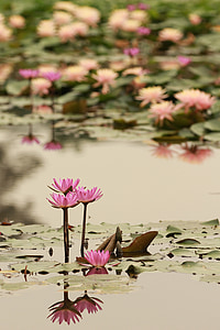 pink lily flowers on water during daytime thumbnail
