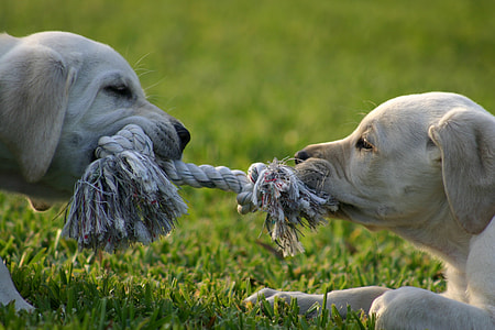 two puppies pulling rope on green grass field thumbnail