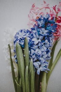 blue and white flowers with green leaf thumbnail