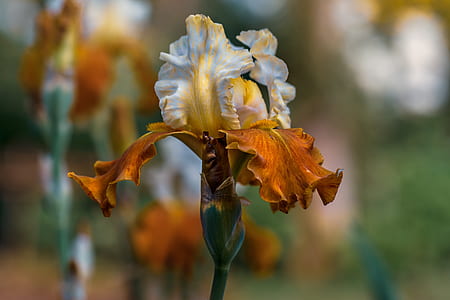 selective focus photo of white, yellow, and orange tall bearded iris flower thumbnail