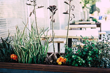 shallow focus photo of plants thumbnail