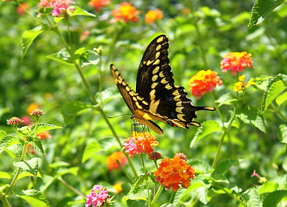 selective focus of black and yellow Eastern tiger swallowtail butterfly on lantana flower thumbnail