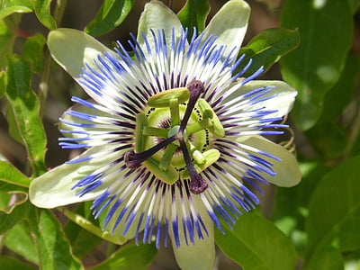 closeup photography of blue and green flower during daytime thumbnail