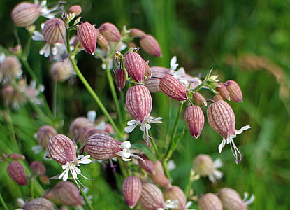 brown flower buds thumbnail