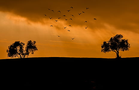 silhouette of trees and flock of birds at golden hour thumbnail