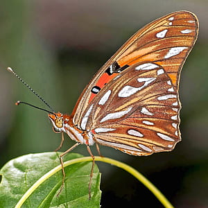 orange and brown butterfly perched on green stem thumbnail