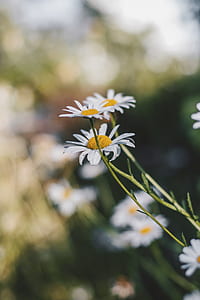 selective focus of Daisy flower thumbnail