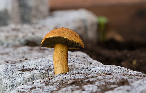 brown mushroom thumbnail