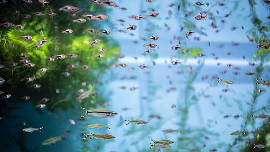 school of fish thumbnail