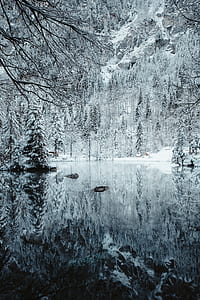 snow, ice, lake, tree thumbnail