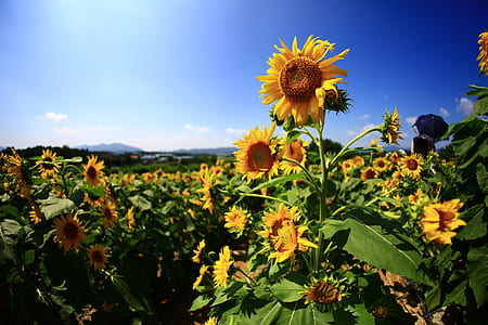 sunflower field thumbnail