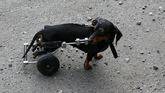 Dachshund with walking brace ] thumbnail