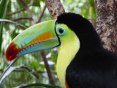 closeup photo of black and yellow toucan thumbnail