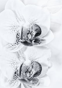 white flower in bloom thumbnail