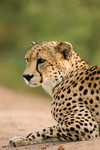 close up photography of cheetah thumbnail
