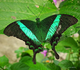 green swallowtail butterfly on plant leaf thumbnail