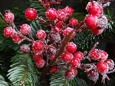 red berries on tree thumbnail