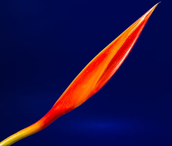 Red and Yellow Flower Bud thumbnail
