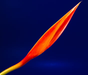 closeup photo of red flower thumbnail