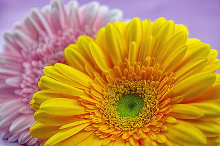 macro shot photo of two flowers thumbnail