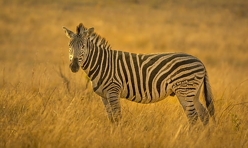 shallow focus photography of black and gray zebra thumbnail