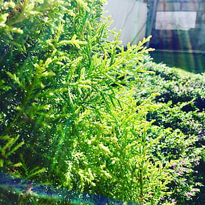 Green Tree Leaves Under Sun Rays thumbnail