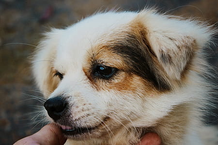 Close-up Photography of Tan and White Puppy thumbnail