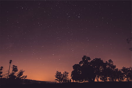silhouette of trees under starry sky thumbnail