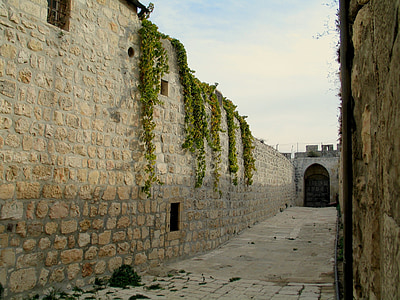 beige brick wall with green vine plants thumbnail