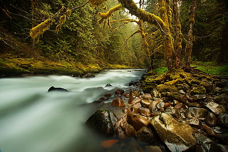 trees near bodies of water low angle photgraphy thumbnail