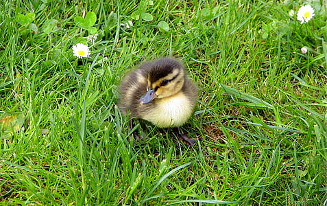 brown and white duckling near white daisy flower during daytime thumbnail