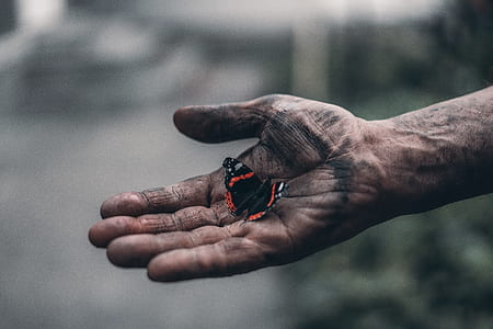 orange and black butterfly in person's palm thumbnail