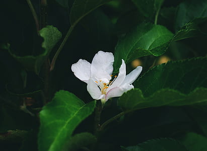 white petaled flowers thumbnail
