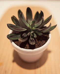 close up photo of succulent thumbnail