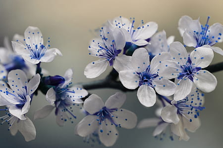 selective focus photo of white and blue petaled flowers thumbnail