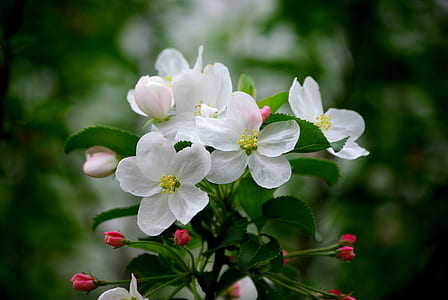 tilt-shift lens photo of white flowering plant thumbnail