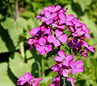 shallow focus of pink flowers thumbnail