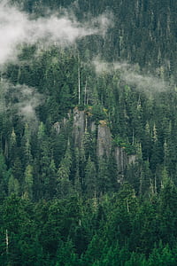 landscape photography of pine trees during daytime thumbnail