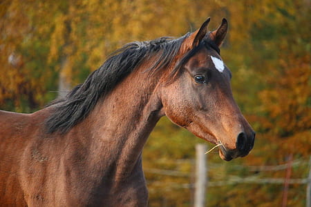 focus photo of brown, black, and white horse thumbnail