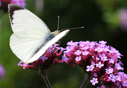 white butterfly perched on pink flower thumbnail