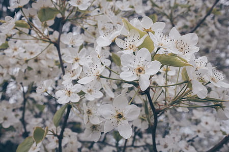 Shallow Focus Photography of White Flowers thumbnail