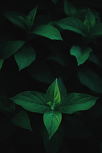 green leaf plant thumbnail