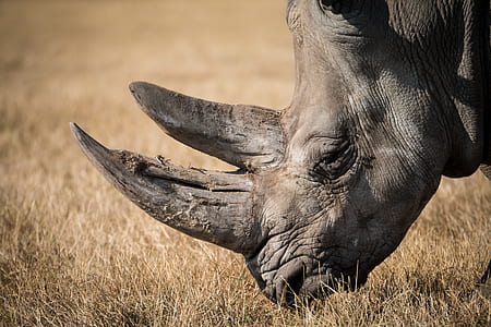 wildlife photography of rhinoceros thumbnail