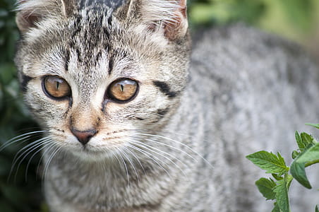 shallow focus of cat thumbnail