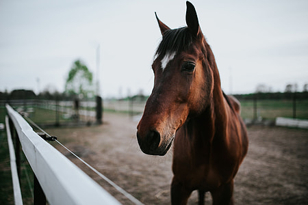 Portrait of a horse thumbnail