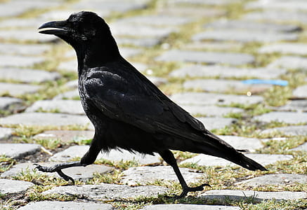 black crow walking on concrete floor thumbnail