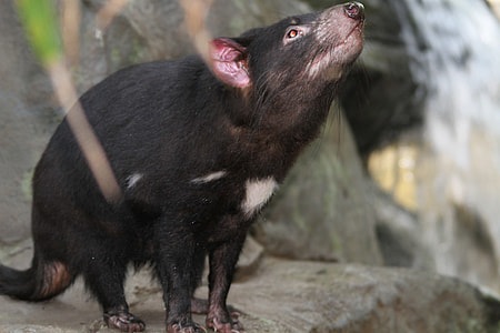 Tasmanian Devil, Sarcophilus Harrisii thumbnail