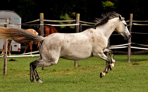 beige and brown horse on green grass field thumbnail